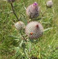 Слика од Cirsium decussatum Janka