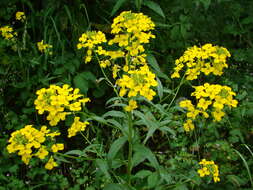 Image of Erysimum aureum M. Bieb.