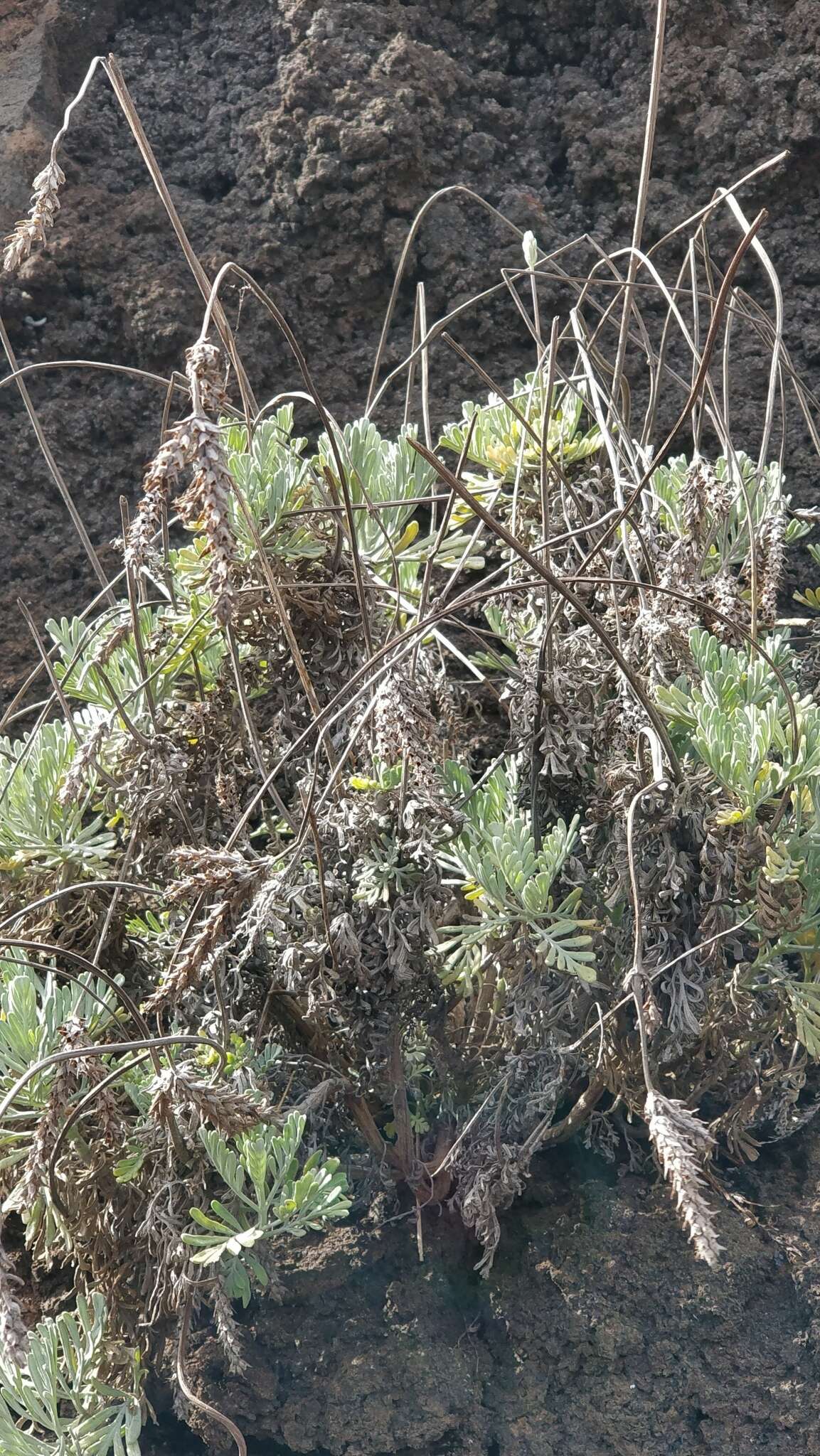 Plancia ëd Lavandula pinnata Lundmark