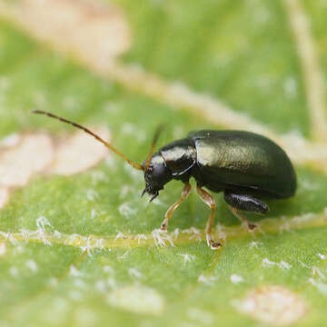 Image of <i>Aphthona strigosa</i>