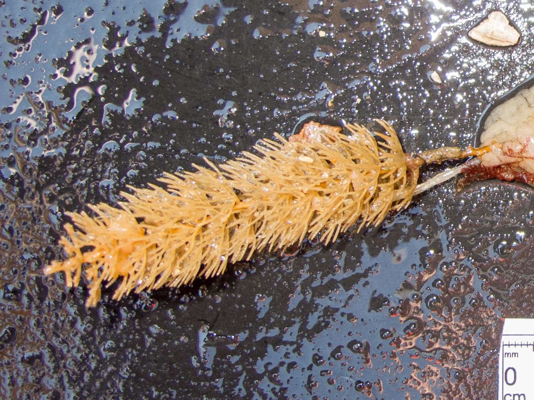 Image of bottle-brush hydroid