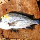 Image of Tylochromis polylepis (Boulenger 1900)