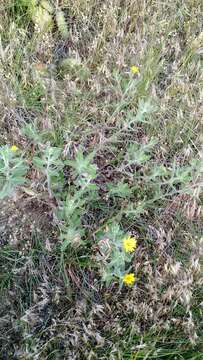 Image of hairy false goldenaster