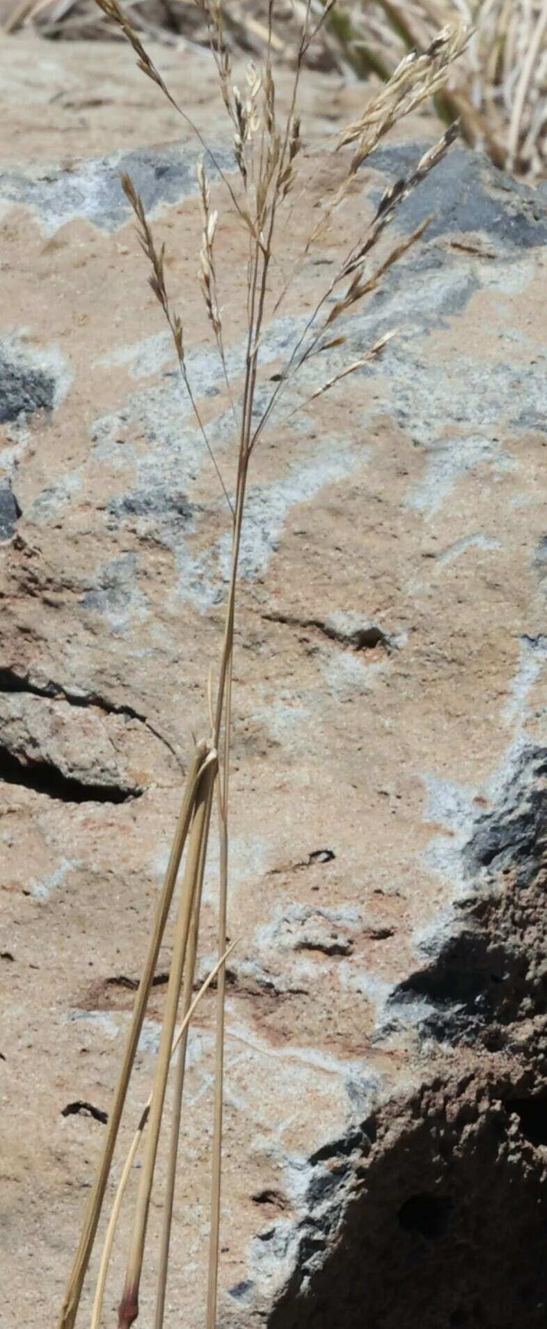 Image of Hawaii Alpine Hair Grass