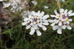 Image of annual candytuft