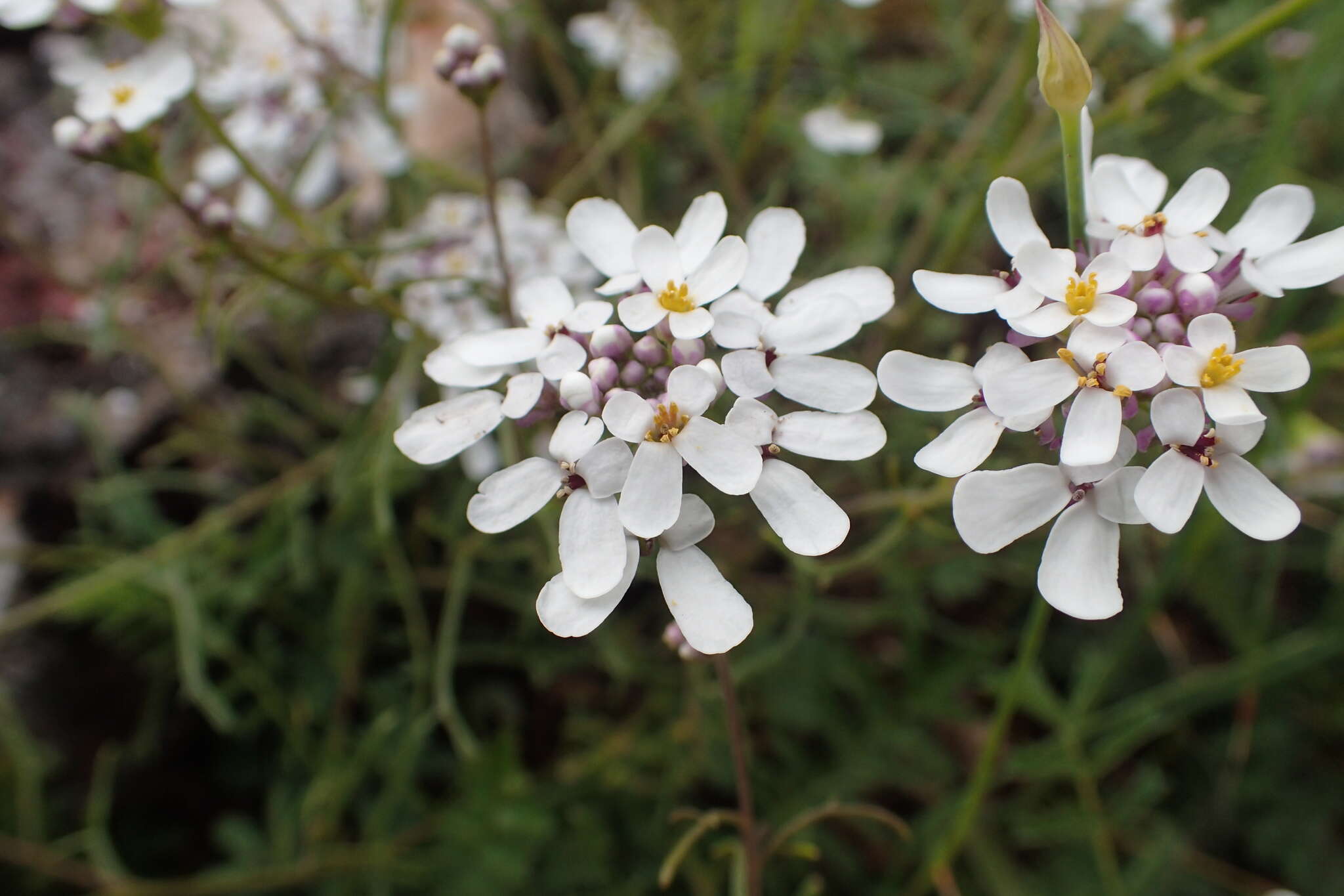 صورة Iberis pinnata L.