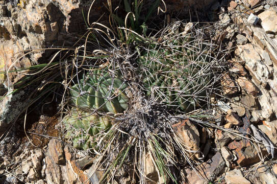 Imagem de Echinopsis chrysochete Werderm.