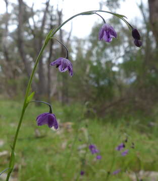 Image of Arthropodium minus R. Br.