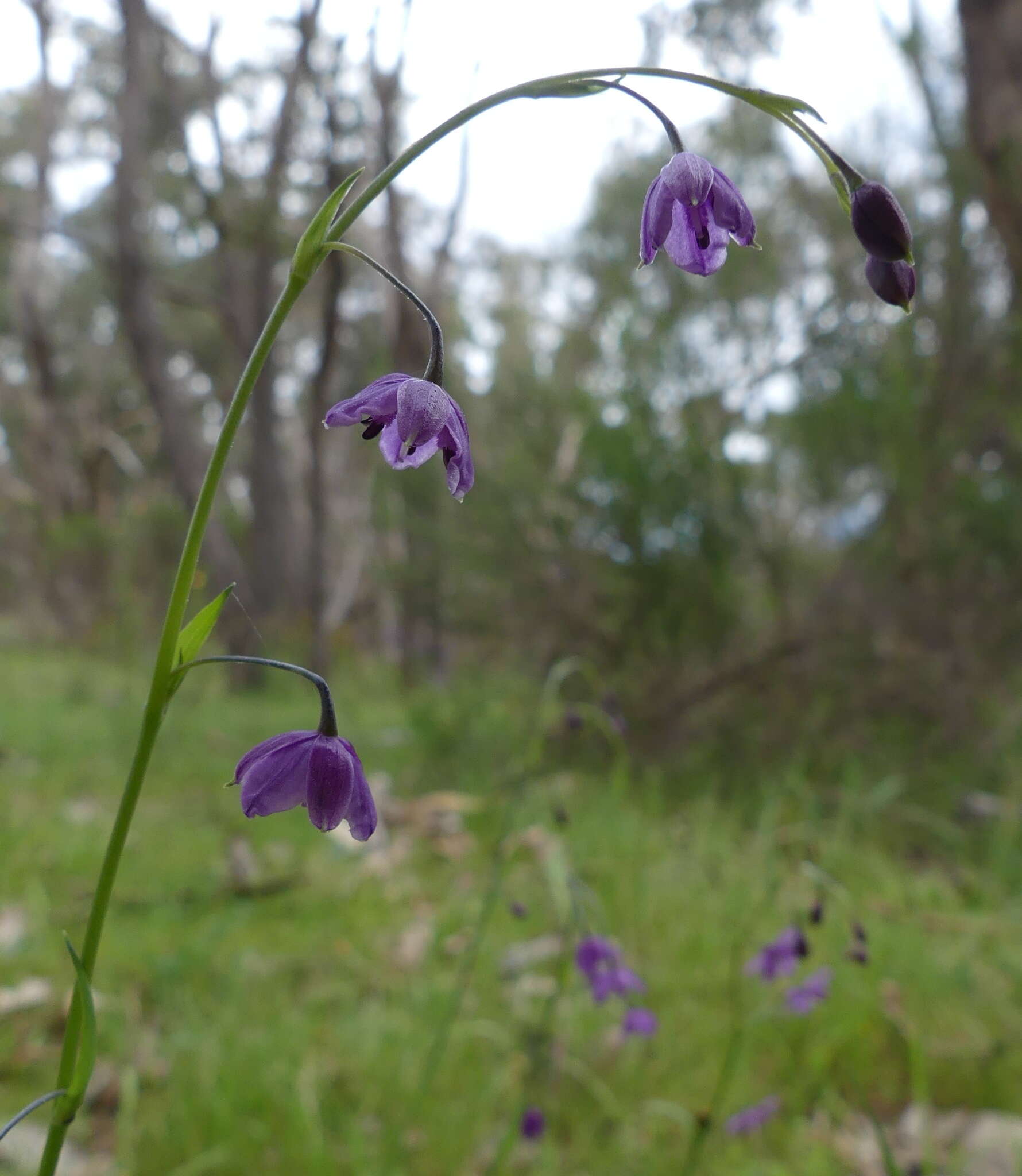 Image of Arthropodium minus R. Br.