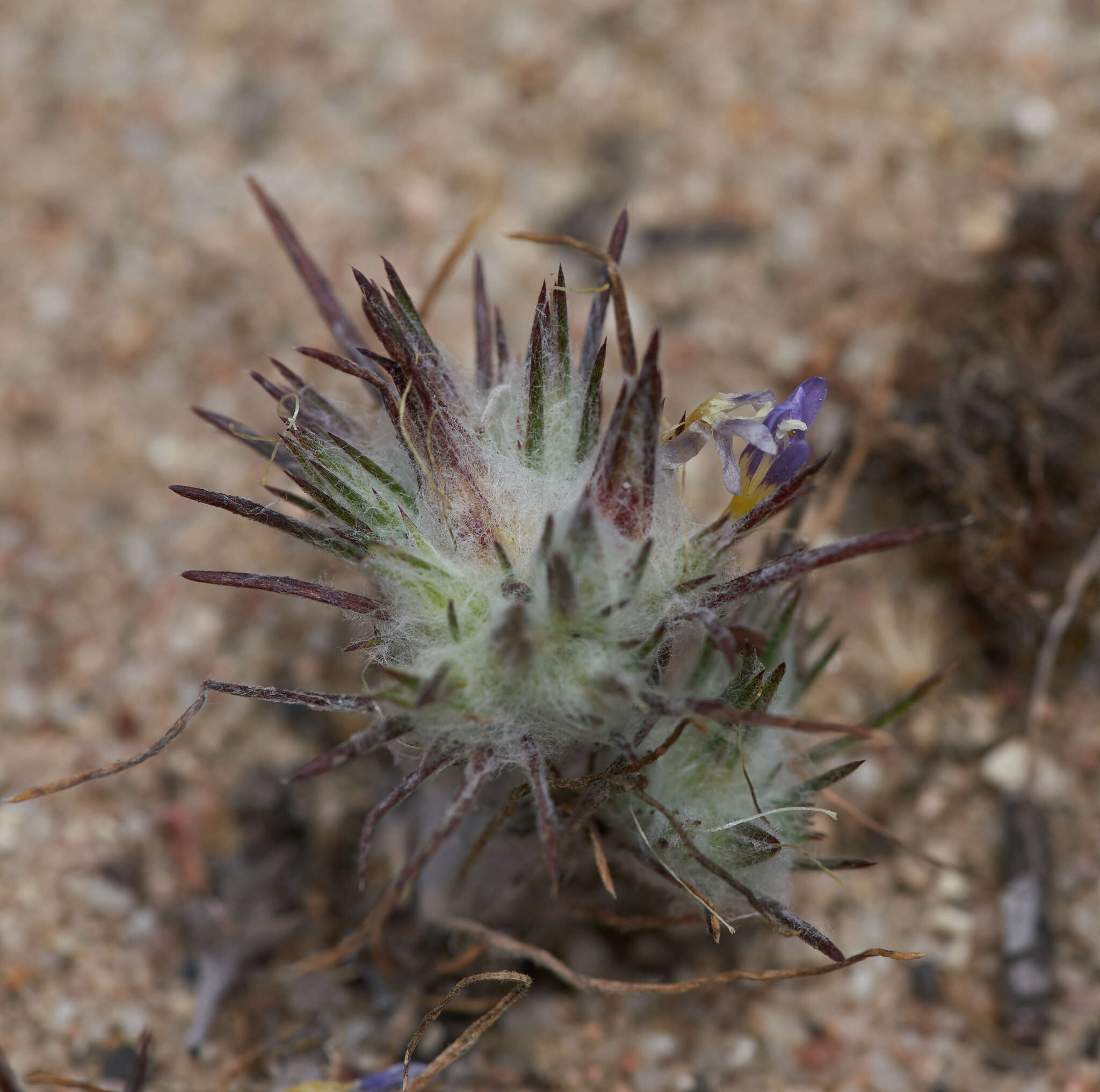 Imagem de Eriastrum virgatum (Benth.) Mason