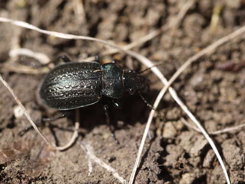 Imagem de Callisthenes (Chrysostigma) cancellatus (Eschscholtz 1833)