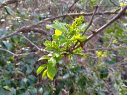 Image of Chinese-pepper