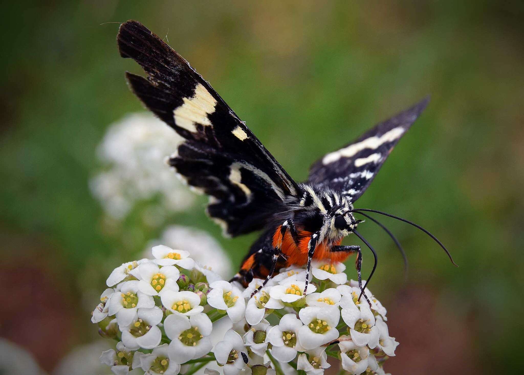 Imagem de Hecatesia thyridion Feisthamel 1839