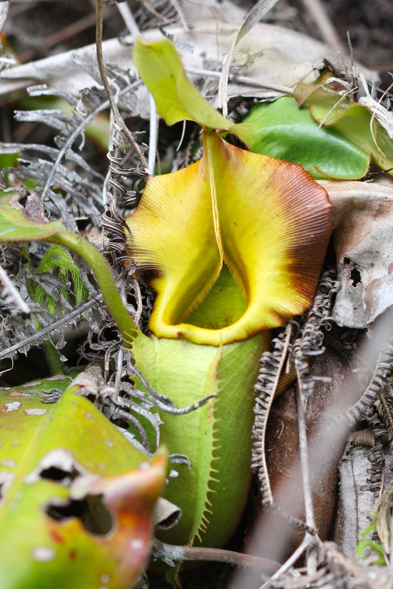 Слика од Nepenthes veitchii Hook. fil.