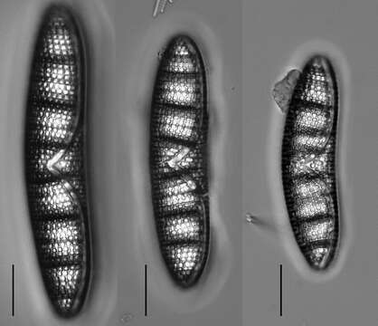 Image of Epithemia argus