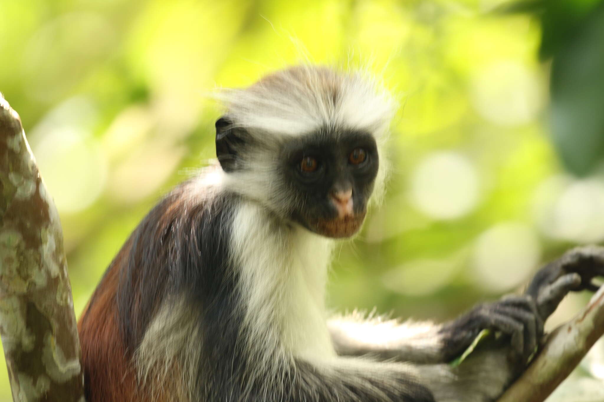 Plancia ëd Piliocolobus kirkii (Gray 1868)