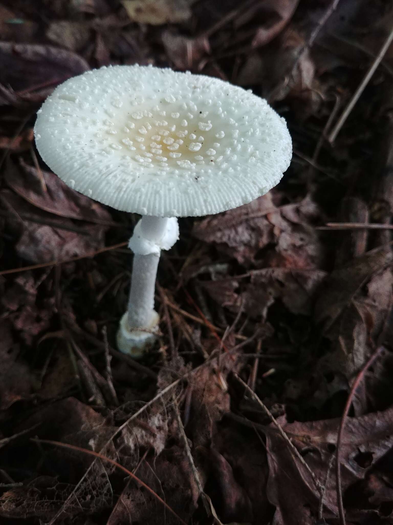 صورة Amanita multisquamosa Peck 1901