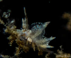 Image of Amphorina linensis (Garcia-Gomez, Cervera & Garcia 1990)