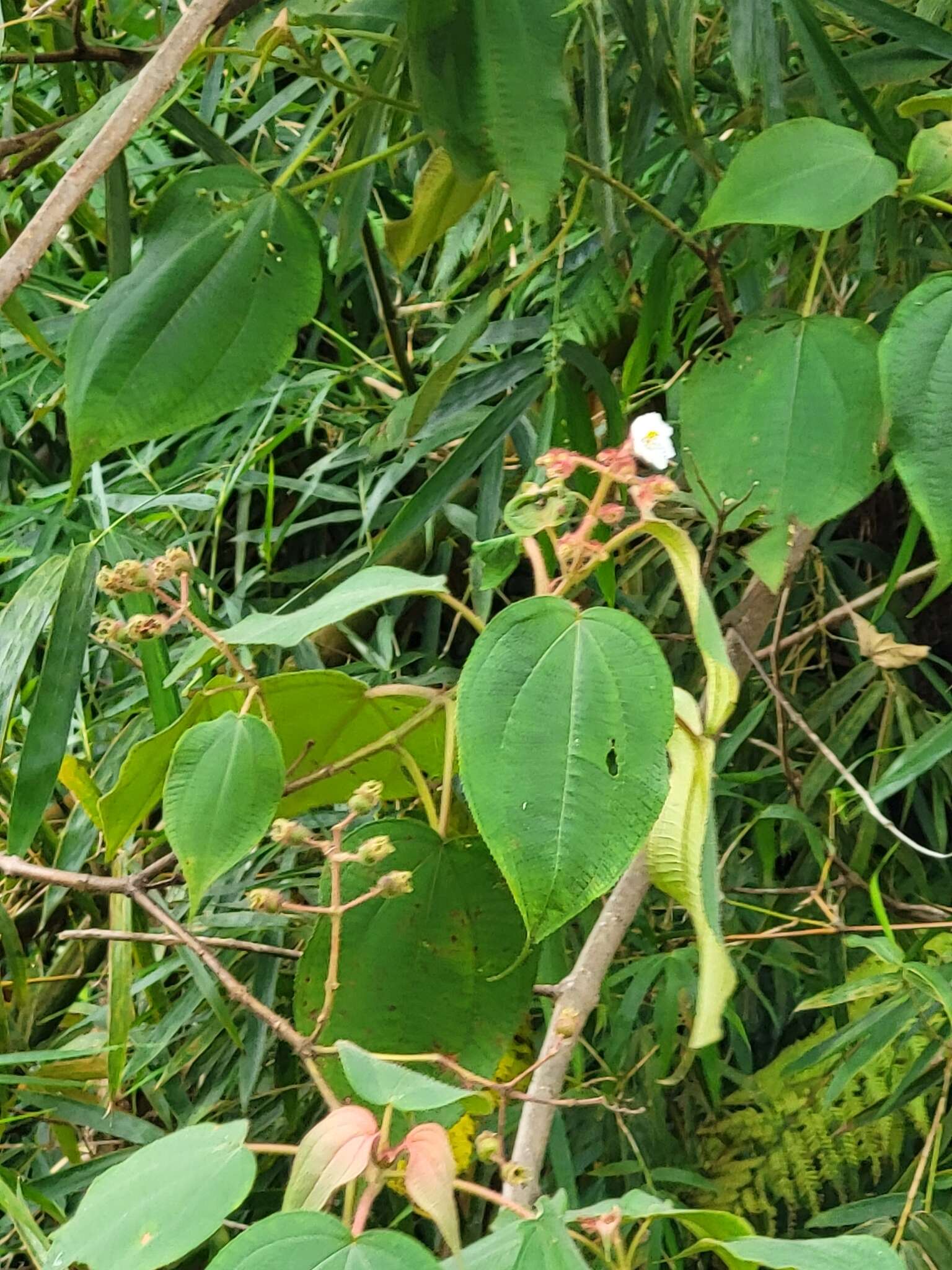 Miconia umbellata (Mill.) Judd & Ionta的圖片