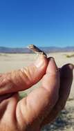 Image of Coachella Valley Fringe-toed Lizard