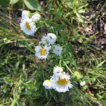 Image of Philadelphia fleabane