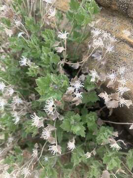 Image of Springdale rockdaisy