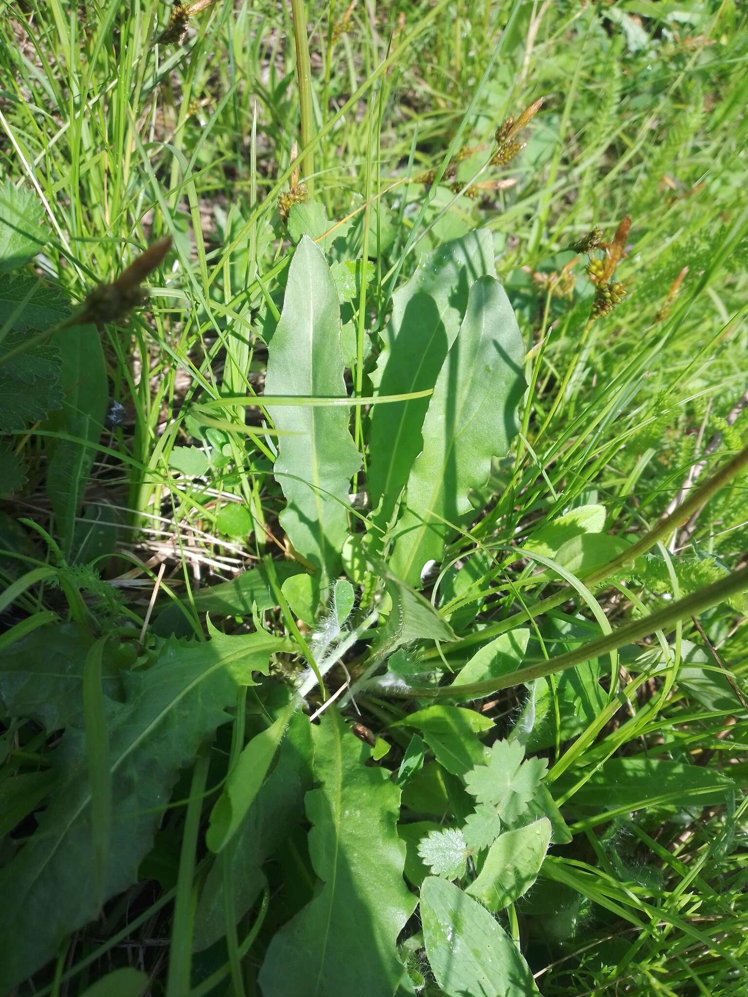 Image of bristly hawkbit