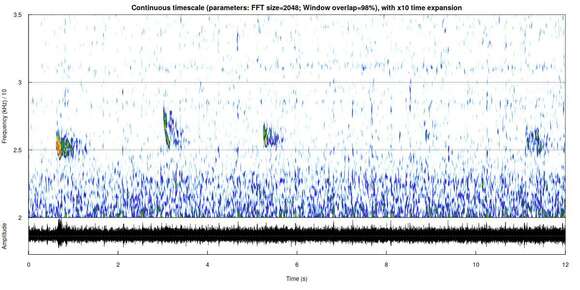 Image of leislers bat, lesser noctule