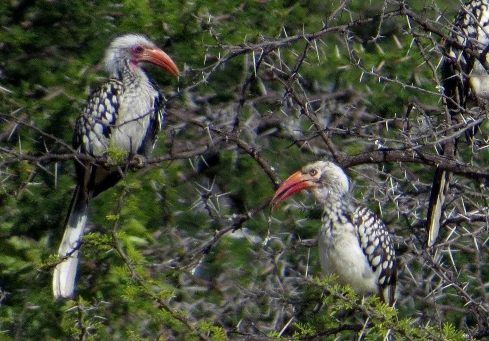 Image of Southern Red-billed Hornbill