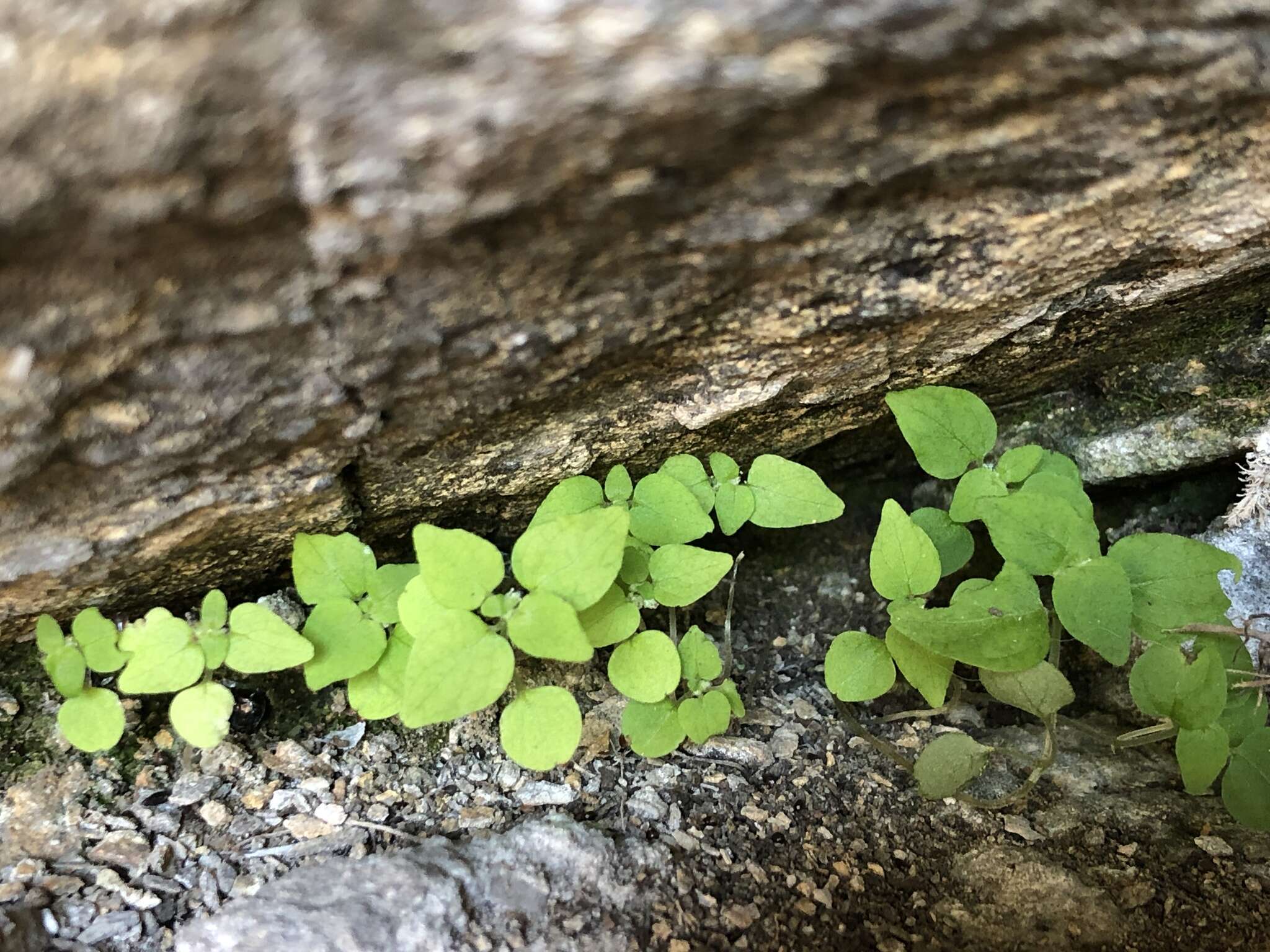 Image of Parietaria micrantha Ledeb.