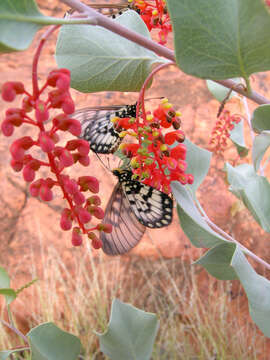 Image of Grevillea wickhamii Meissn.