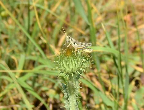 Melanoplus lakinus (Scudder & S. H. 1878)的圖片