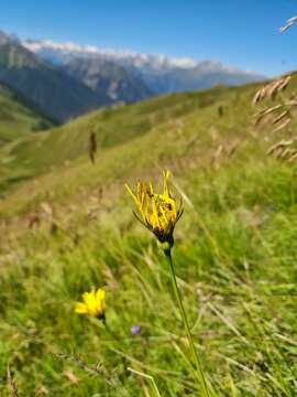 Image of Tragopogon reticulatus Boiss. & Huet