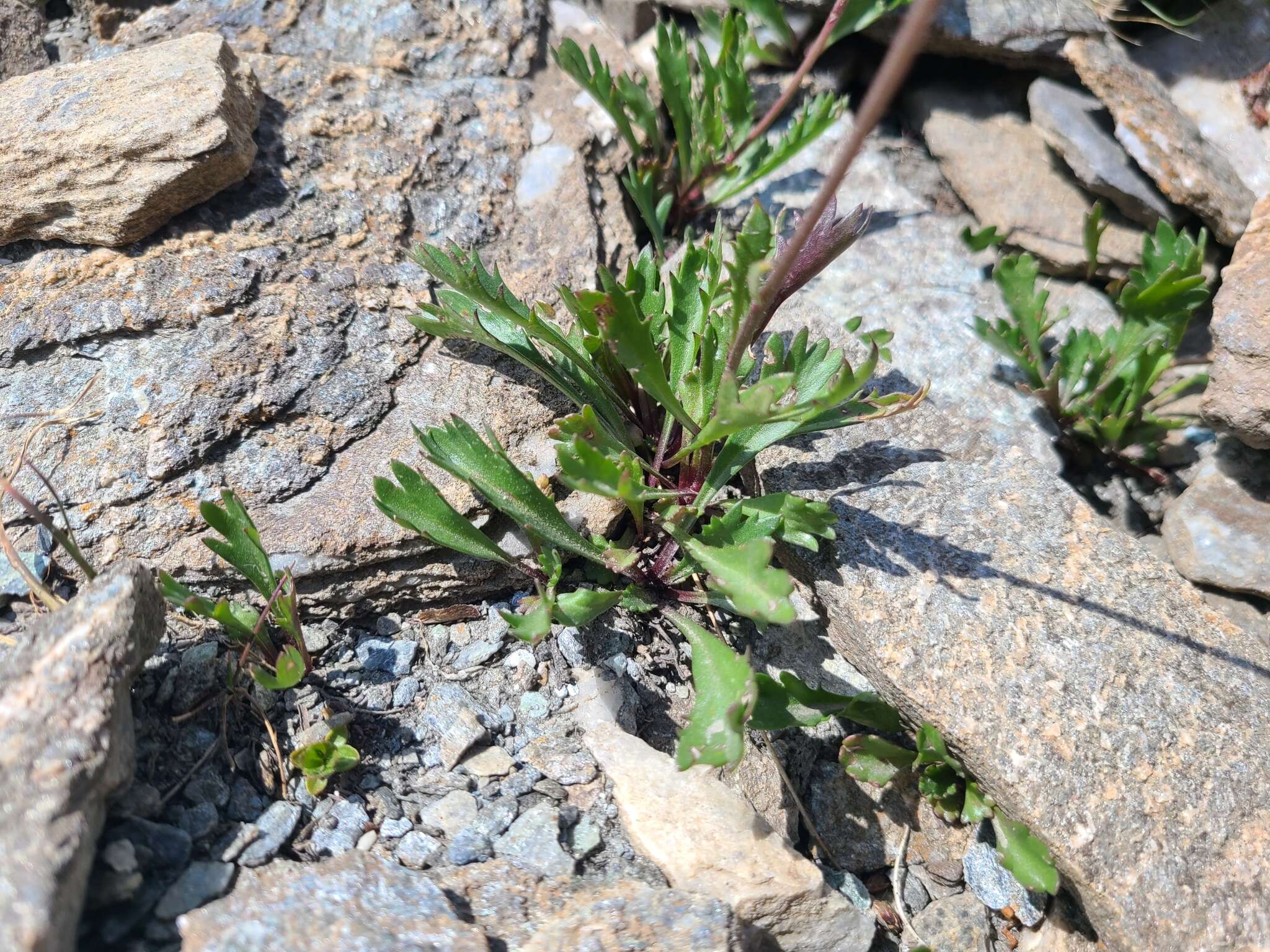 Слика од Leucanthemum coronopifolium Vill.