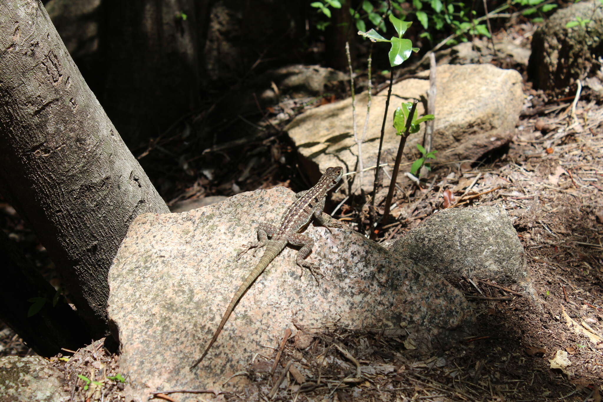 Image of Duméril's Madagascar Swift