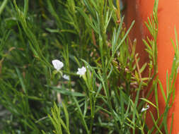 Image of Psoralea glaucina Harv.