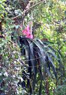 Image of Aechmea mariae-reginae H. Wendl.