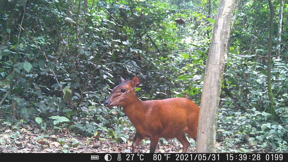 Image of Black-fronted Duiker