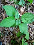 Image of broadleaf enchanter's nightshade