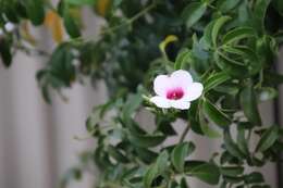 Image de Pandorea jasminoides (Lindl.) Schumann