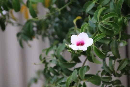 Imagem de Pandorea jasminoides (Lindl.) Schumann