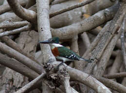 Image of Green Kingfisher