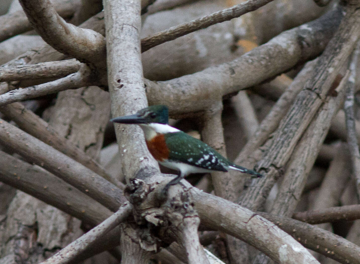 Image of Green Kingfisher