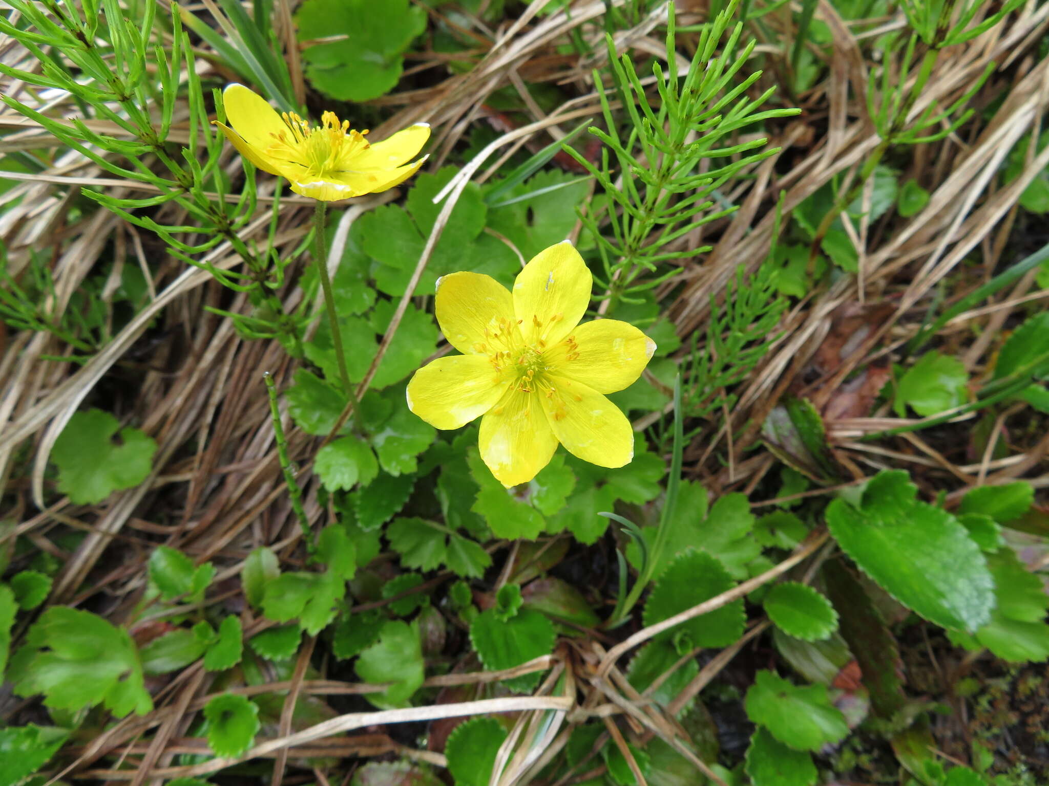 Image of Yellow Thimbleweed