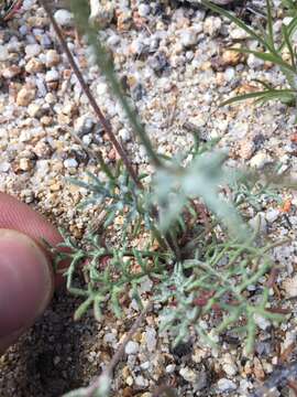 Image of volcanic gilia