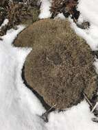 Image de Cladonia amaurocraea (Flörke) Schaer.