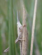 Pseudopomala brachyptera (Scudder & S. H. 1862)的圖片