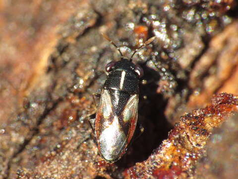 Image of Geocoris (Geocoris) lineolus (Rambur 1839)