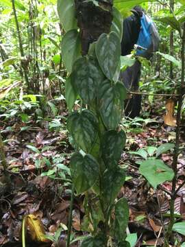 Image of Philodendron brandtianum K. Krause