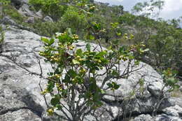 Imagem de Psorospermum cerasifolium Baker